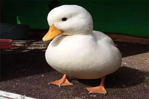 柯尔鸭多少钱一只