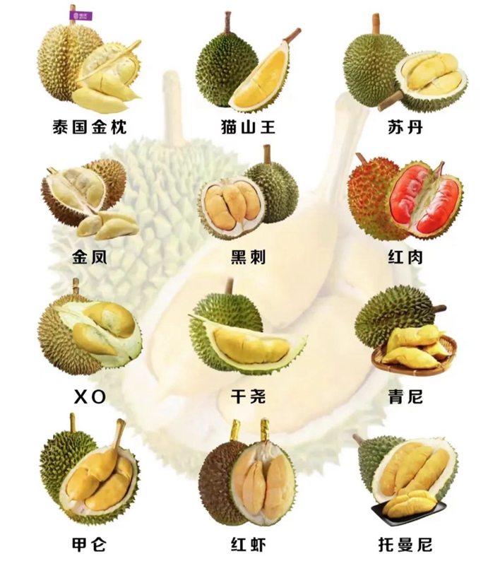 榴莲怎么选 榴莲怎么挑才是最好的
