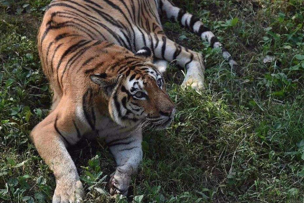 虎视眈眈的意思