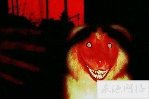 微笑狗事件原图为什么恐怖 背后的故事是这样的