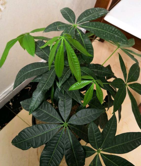 发财树的养殖方法和浇水