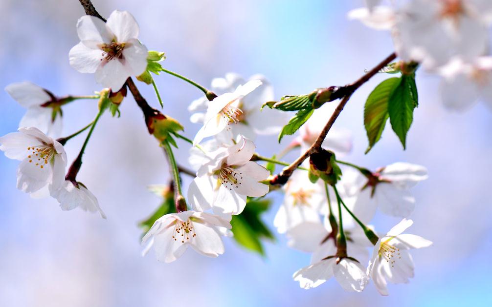 樱花