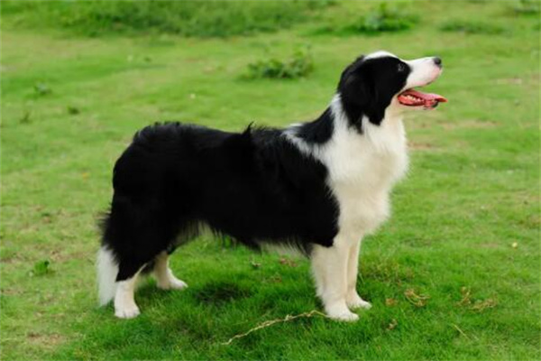 边牧犬多少钱一只
