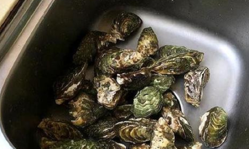 生蚝怎么开壳