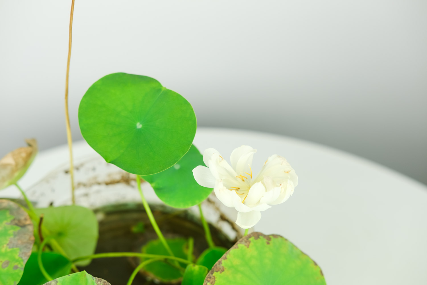 碗莲的种植方法水培