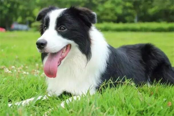 边牧犬多少钱一只