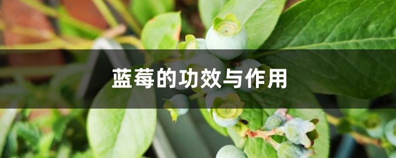 蓝莓的好处和功效