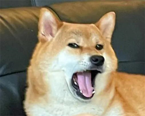 柴犬图片搞笑表情包