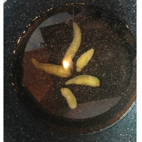 白萝卜怎么腌制好吃又脆？