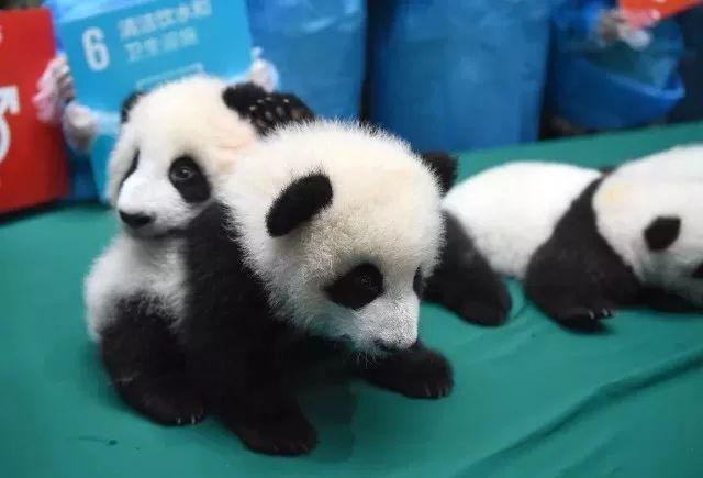 国宝大熊猫的资料