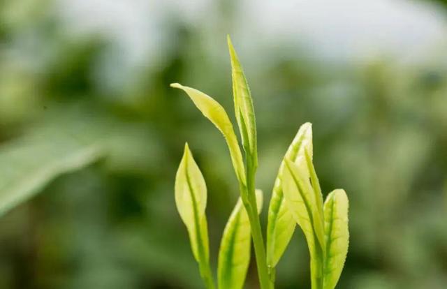 珍稀白茶和安吉白茶