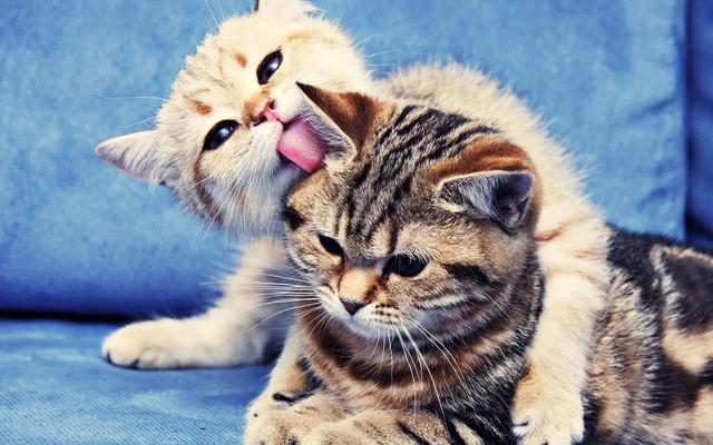宠物猫走丢怎么找 宠物寻找