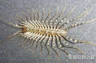 蚰蜒科普