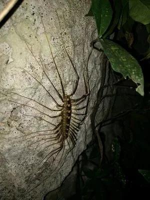 蚰蜒科普
