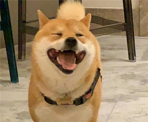 柴犬图片搞笑表情包