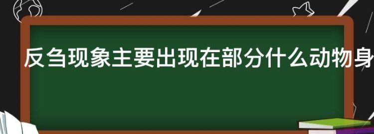 反刍动物有哪些