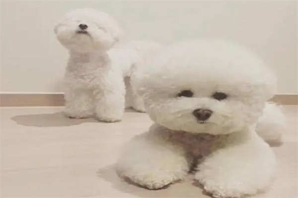 比熊犬多少钱一只