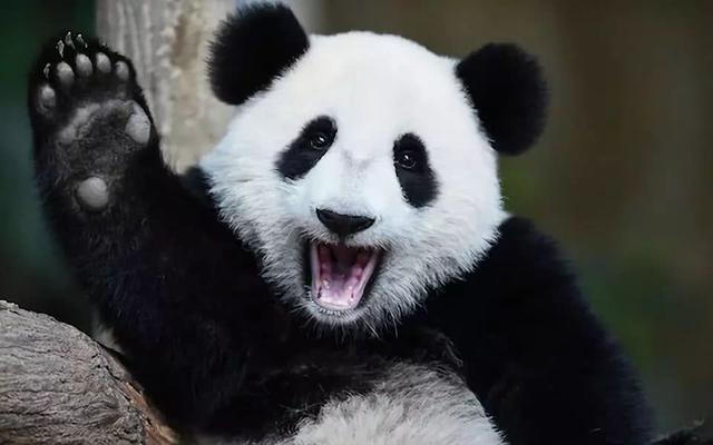 国宝大熊猫的资料
