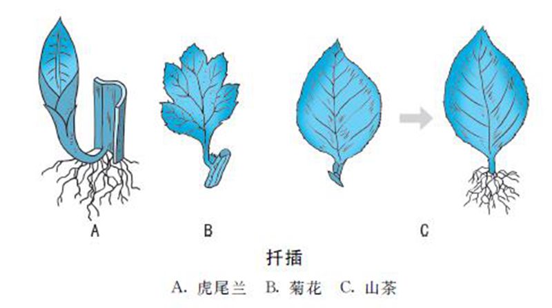 花卉扦插繁殖的技术要点是什么？