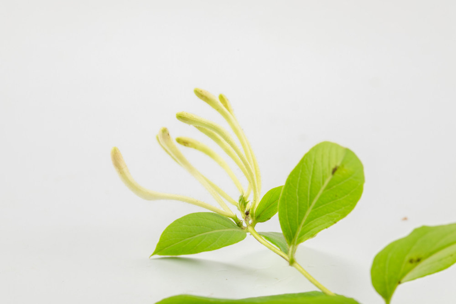 金银花的功效与作用？