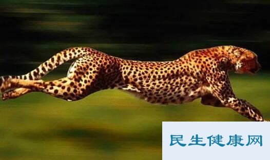 四大猛兽指什么动物