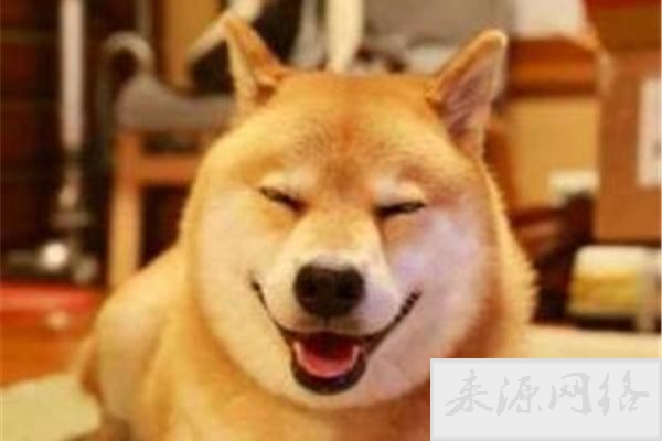 微笑狗事件原图为什么恐怖 背后的故事是这样的