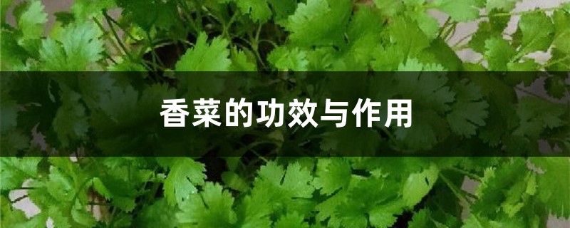 香菜的功效与作用 香菜怎么做好吃