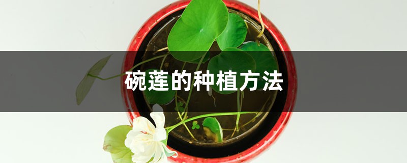 碗莲的种植方法水培