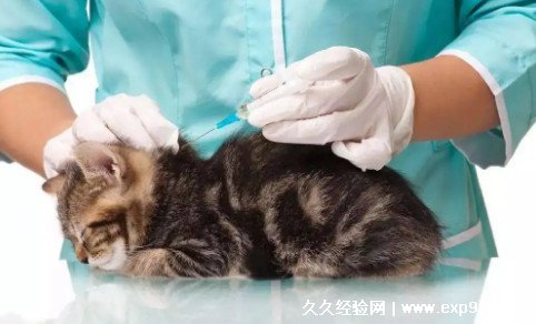 宠物医院驱虫价格