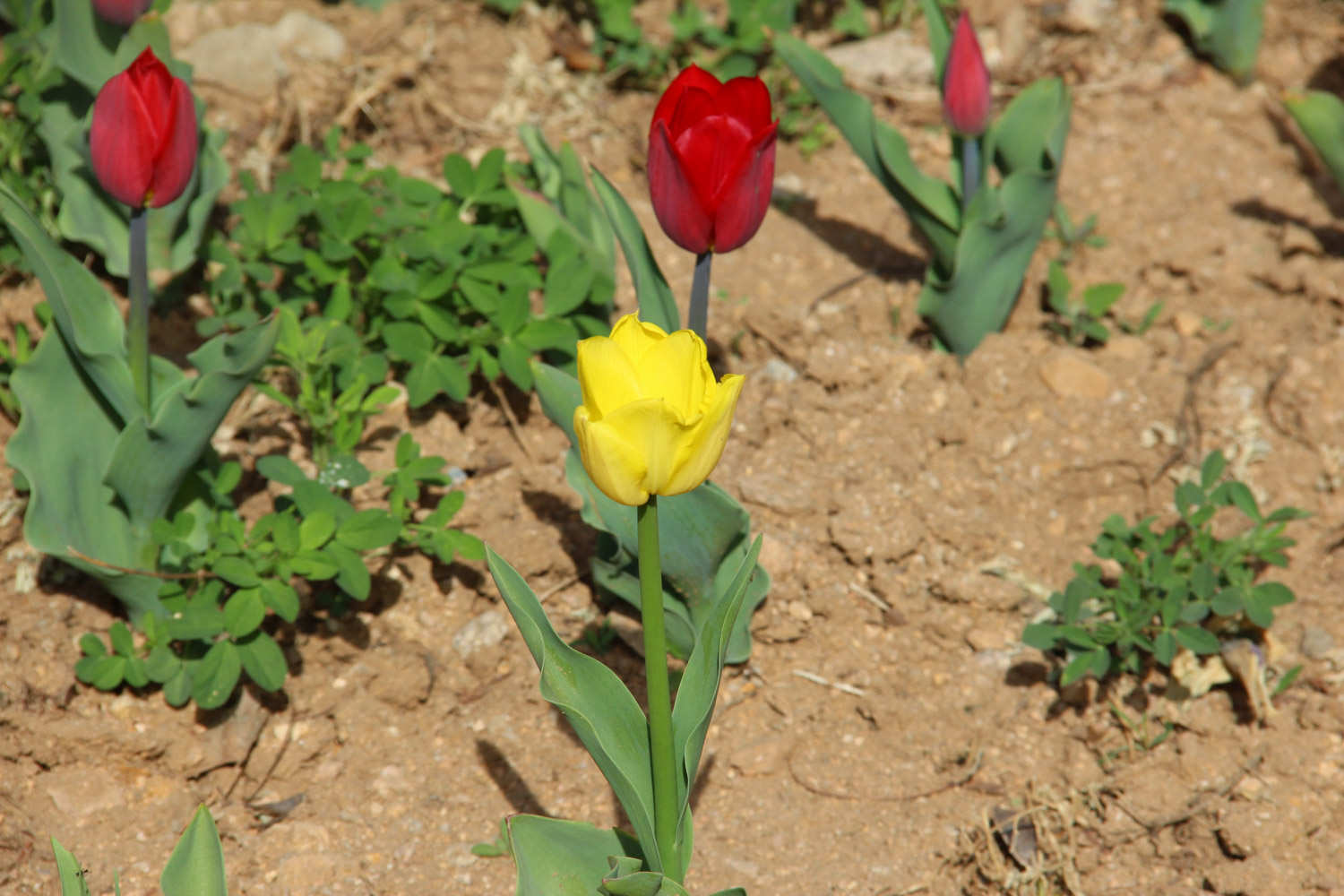 郁金香花语