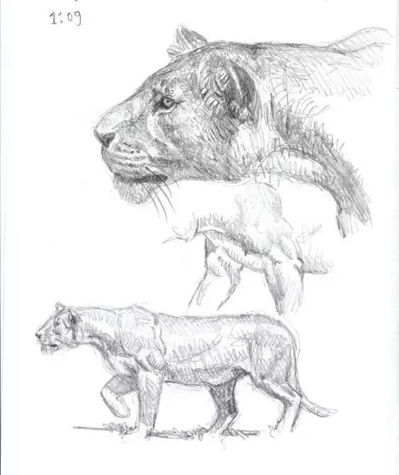 十种简笔画教程 简笔画教程一学就会