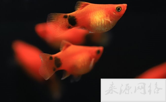 月光鱼容易养活吗