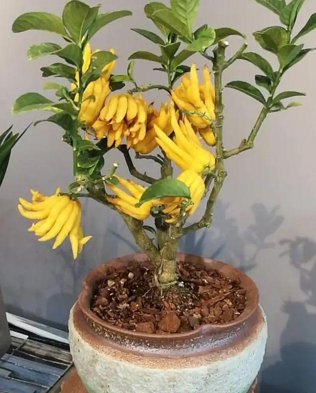 镇宅最吉利的三种花