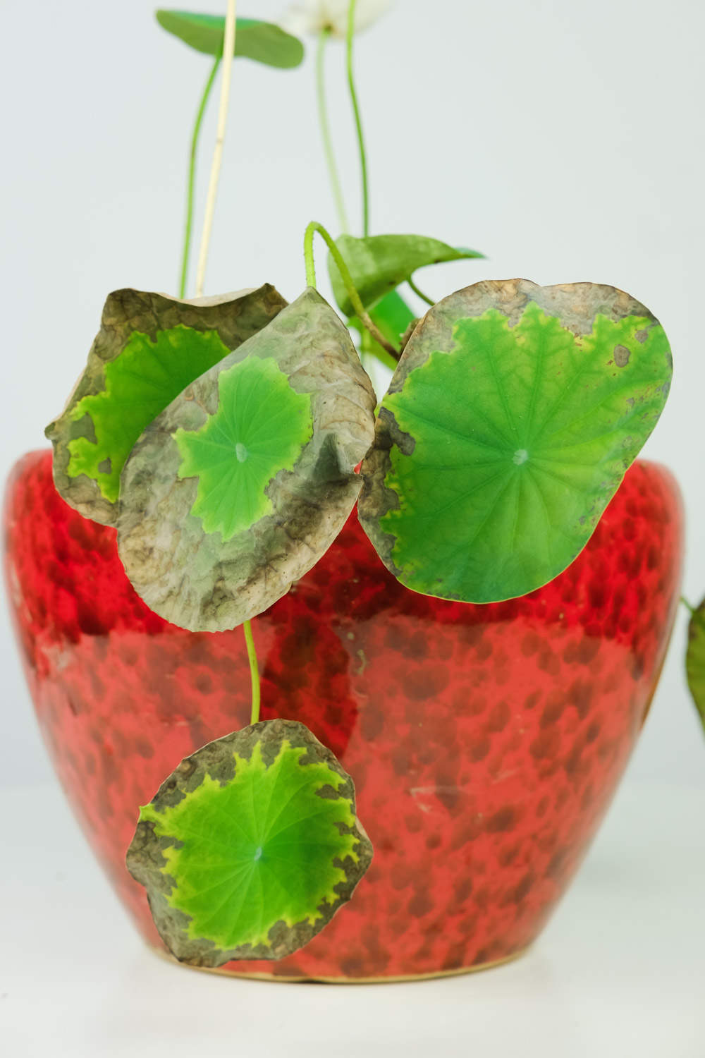 碗莲的种植方法水培