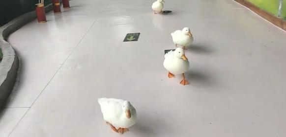 柯尔鸭和普通的鸭子有什么区别