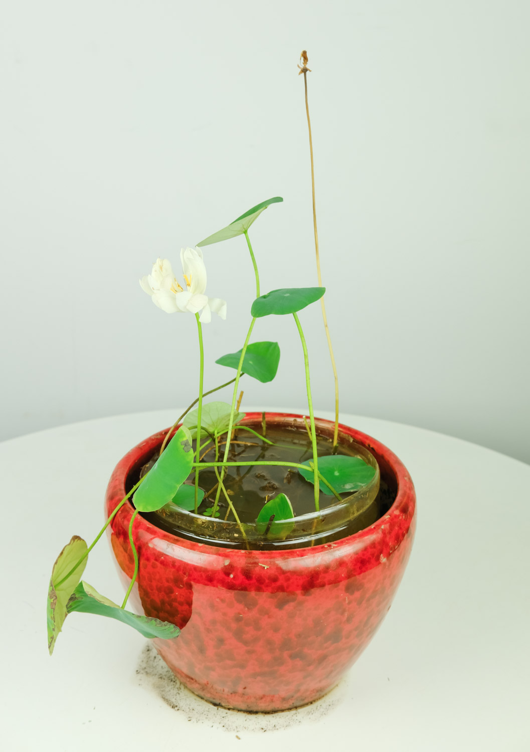 碗莲的种植方法水培