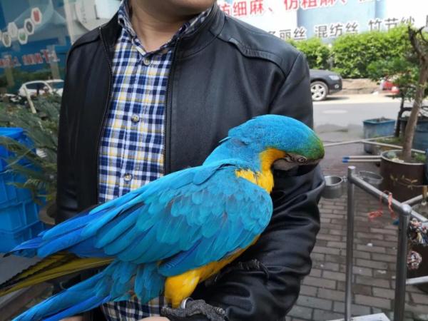 金刚鹦鹉是什么鸟？