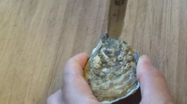 生蚝怎么开壳