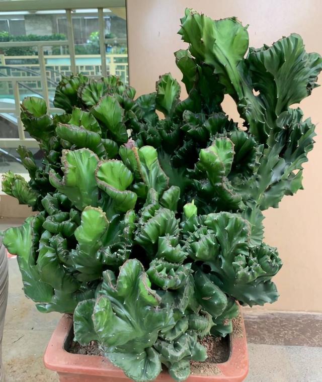 镇宅最吉利的三种花