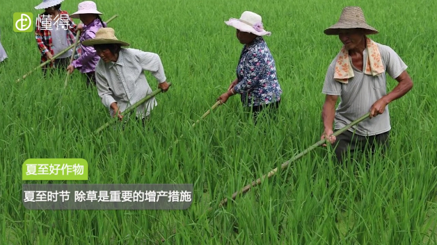 夏至是什么意思