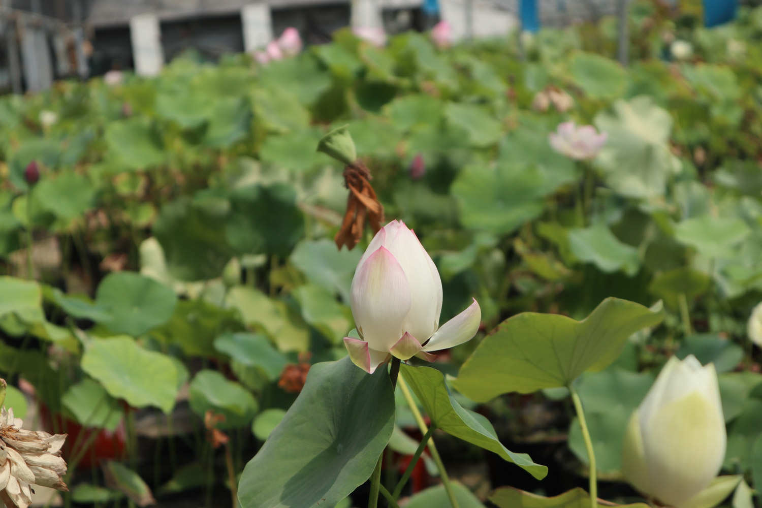 荷花图片大全