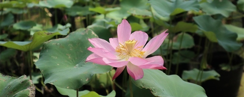 荷花图片大全