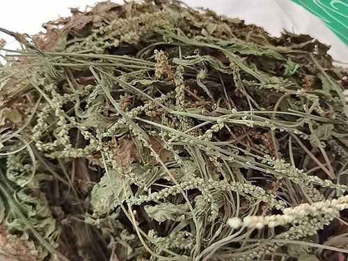 车前草图片