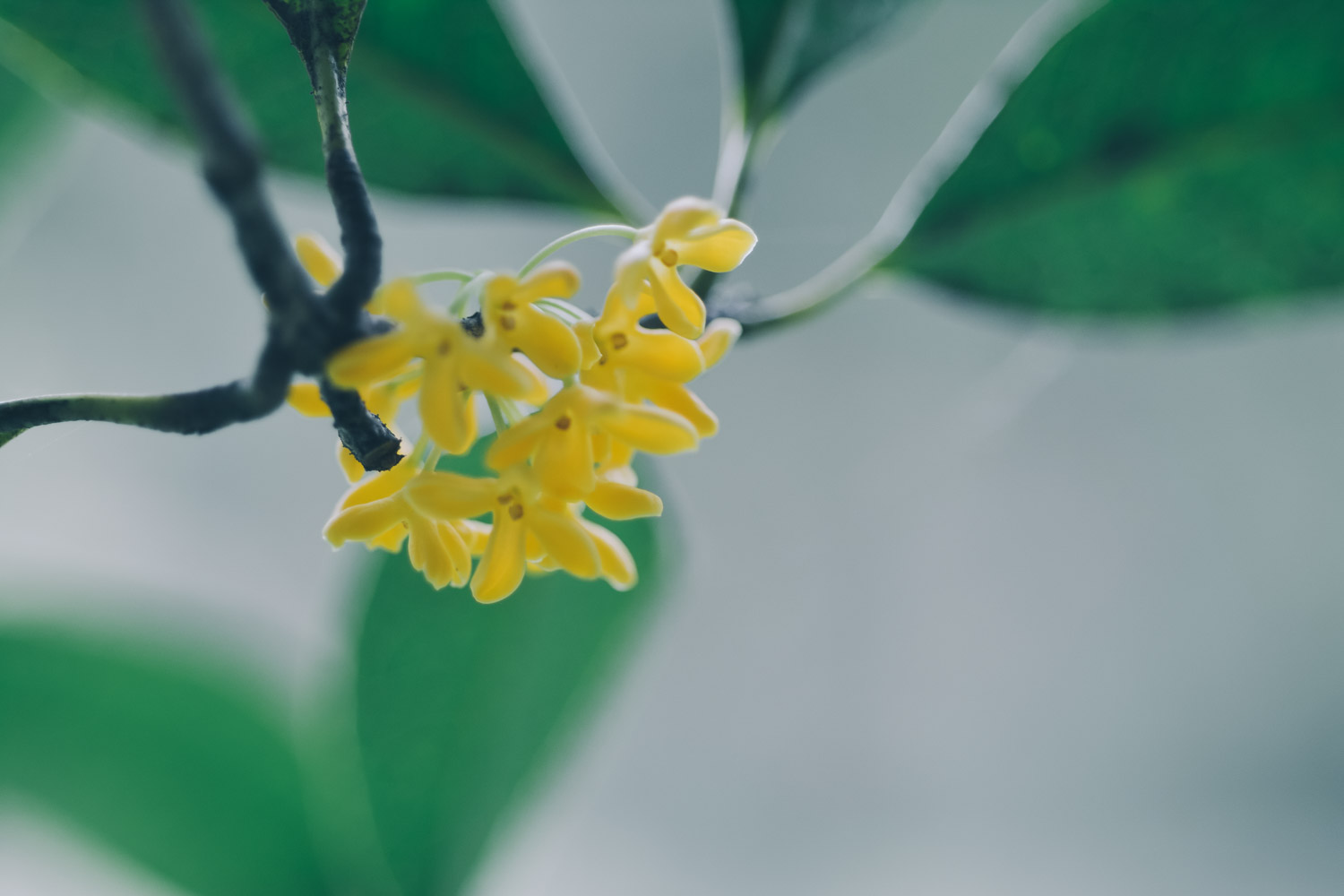 桂花的功效与作用