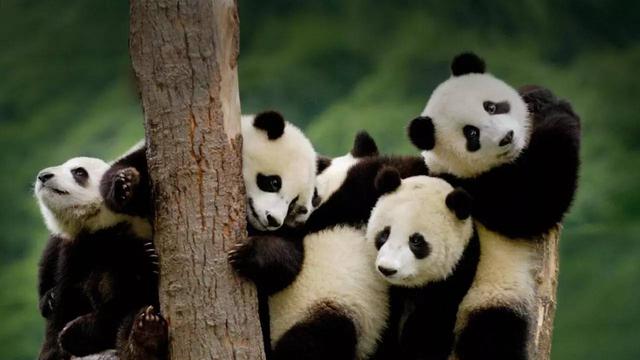 成都攻略三天必去地方