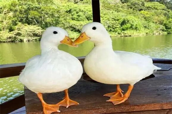 柯尔鸭多少钱一只