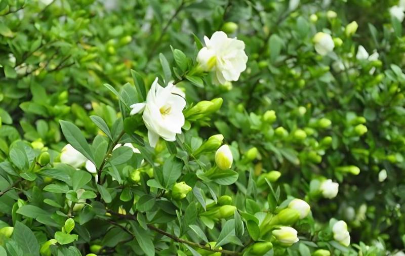 栀子花的花语