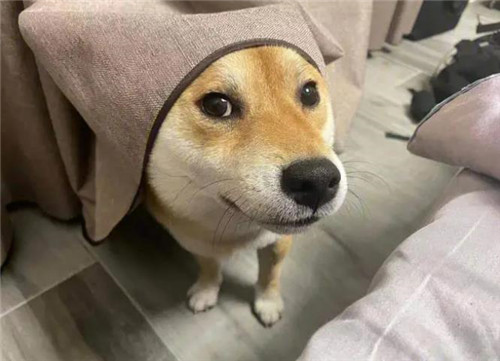 柴犬图片搞笑表情包