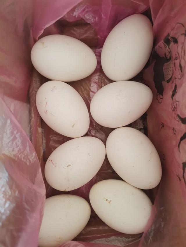 鹅蛋治病偏方