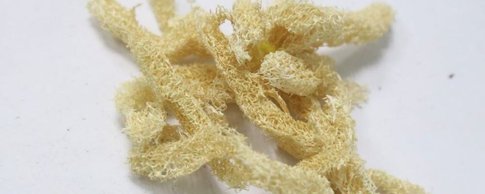 丝瓜络的功效与作用